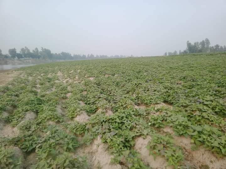 গোবিন্দগন্জের কৃষকরা আলু চাষে ব্যস্ত সময় পার করছে