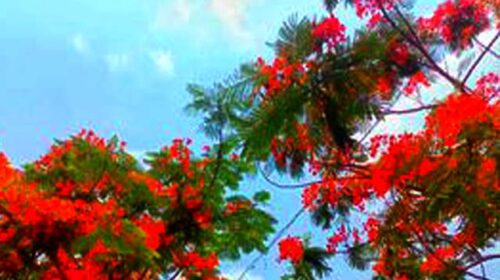 কেশবপুর সরকারি পাইলট উচ্চ মাধ্যমিক বিদ্যালয়ের গেট থেকে তোলা ছবি