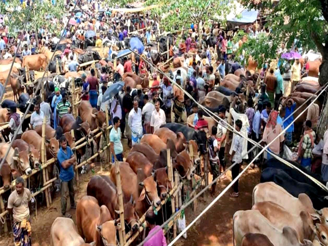 ইজারাবিহীন শার্শার সাতমাইল পশুর হাটের টাকা বেশুমার লুটপাটের অভিযোগ