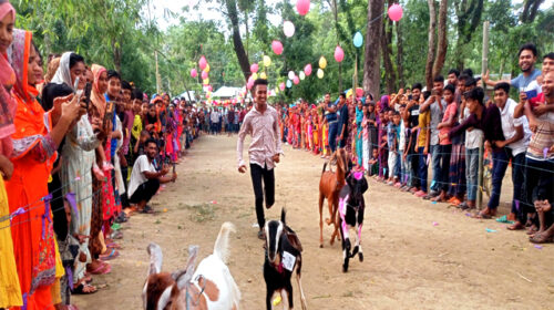 কেশবপুরে ছাগলের দৌড় প্রতিযোগিতা অনুষ্ঠিত