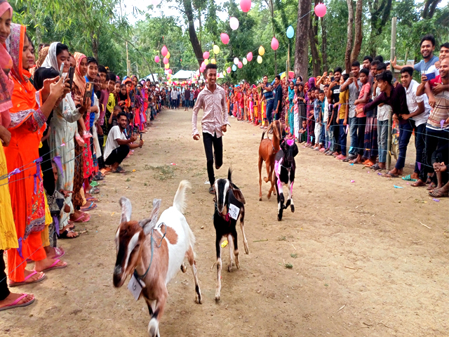 কেশবপুরে ছাগলের দৌড় প্রতিযোগিতা অনুষ্ঠিত