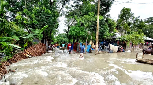 ভোলায় উপকূলীয় এলাকার গ্রামগুলো পানিতে তলিয়ে ভেসে গেছে গবাদীপশু