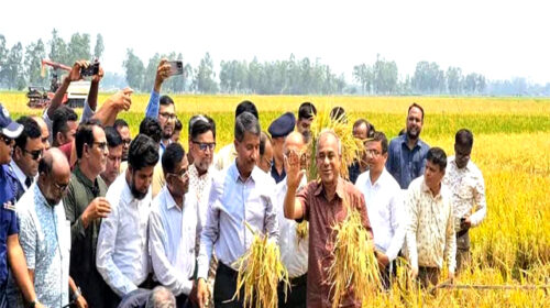 সীমান্তএলাকায় নির্বিঘ্নে ধান কাটতে পারবে কৃষকঃ কৃষি ও স্বরাষ্ট্র উপদেষ্টা