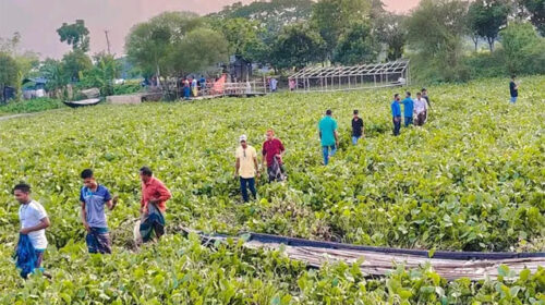 কপোতাক্ষে ব্রিজ ভেঙে পড়ায় কচুরিপানার উপর দিয়েই কয়েক গ্রামের মানুষের চলাচল
