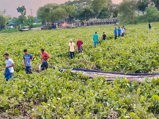কপোতাক্ষে ব্রিজ ভেঙে পড়ায় কচুরিপানার উপর দিয়েই কয়েক গ্রামের মানুষের চলাচল