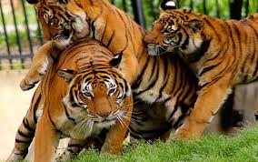 বিশ্ব বাঘ দিবস আজ