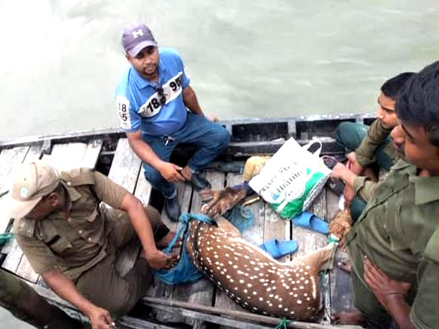 তালবাড়িয়া গ্রাম থেকে উদ্ধার হওয়া জীবিত হরিণটি সুন্দরবনে অবমুক্ত